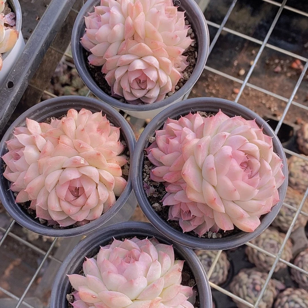 0214-桃薰女王三头福利一颗量拍