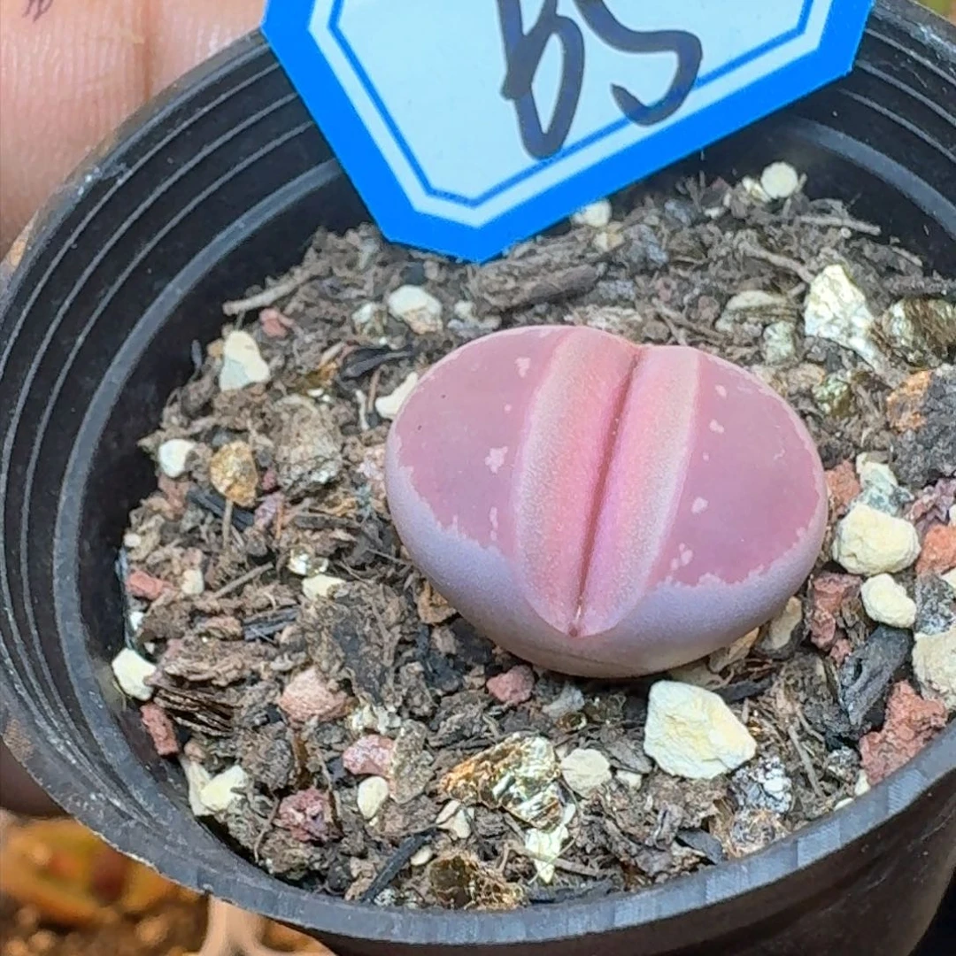 鱼**崽红橄榄      带盆土