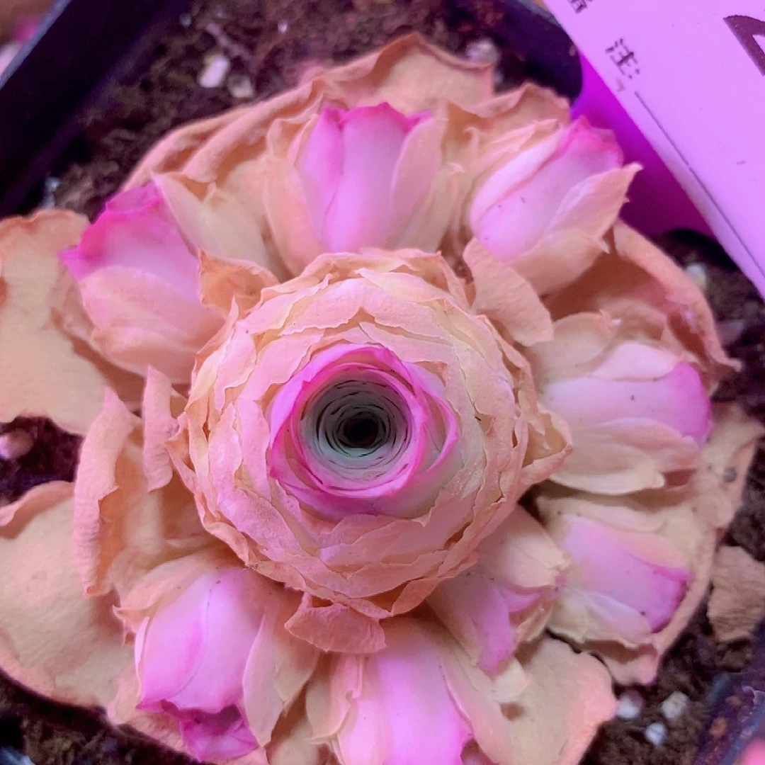 小鹿蔸手捧一物一拍009