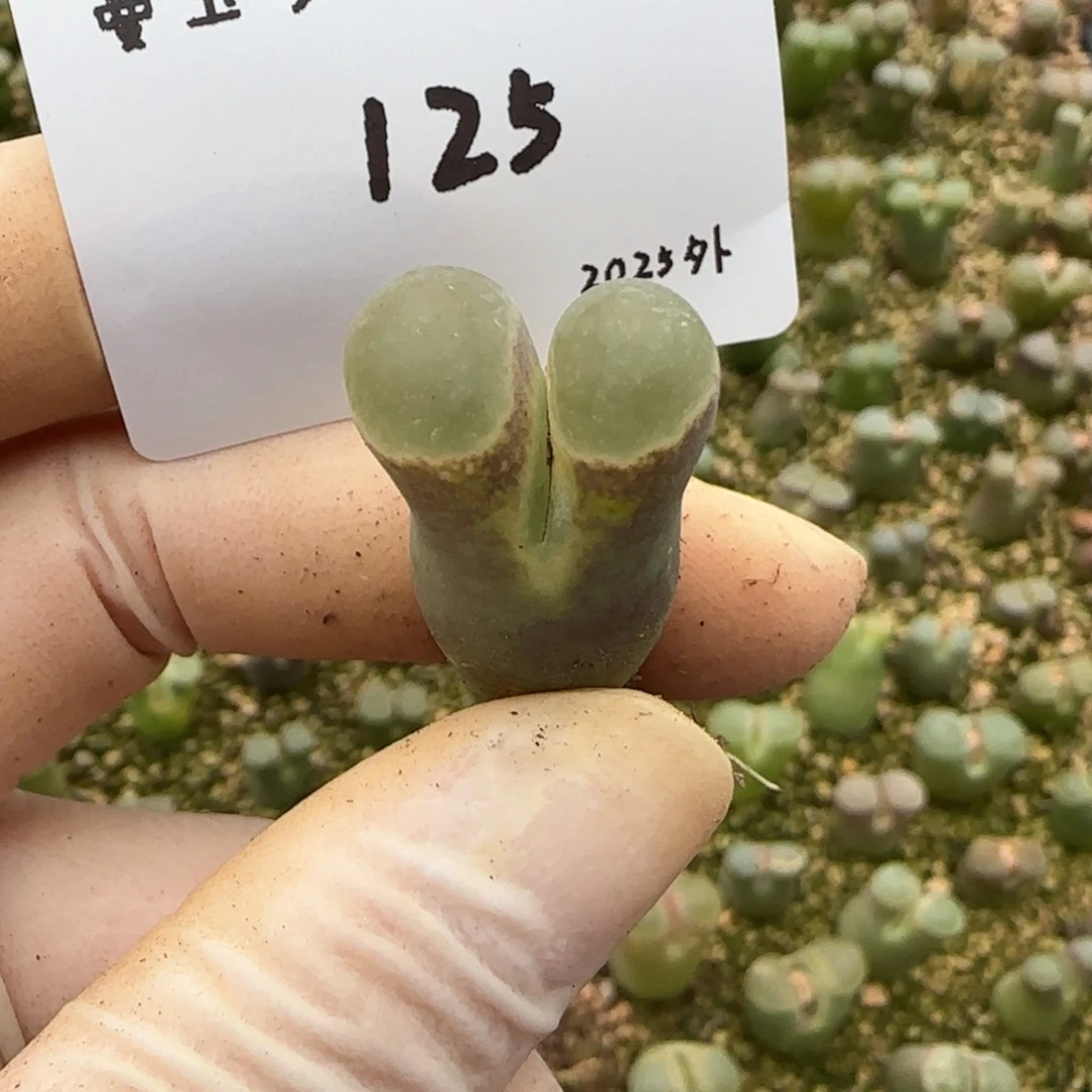 山*多肉多肉多肉2025-125