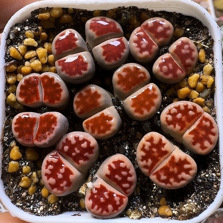 生石花1111112。  257