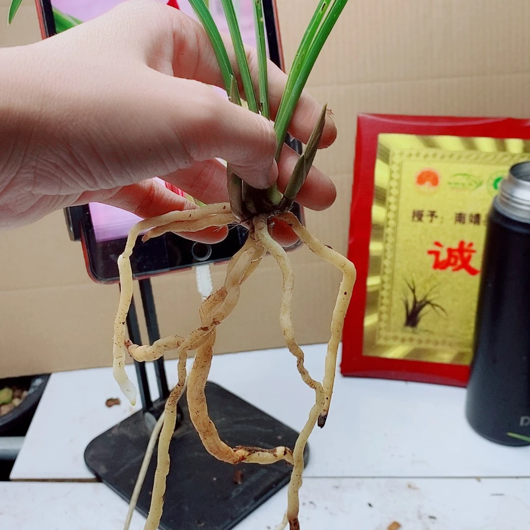 当前无花栽培后可以开花国艳