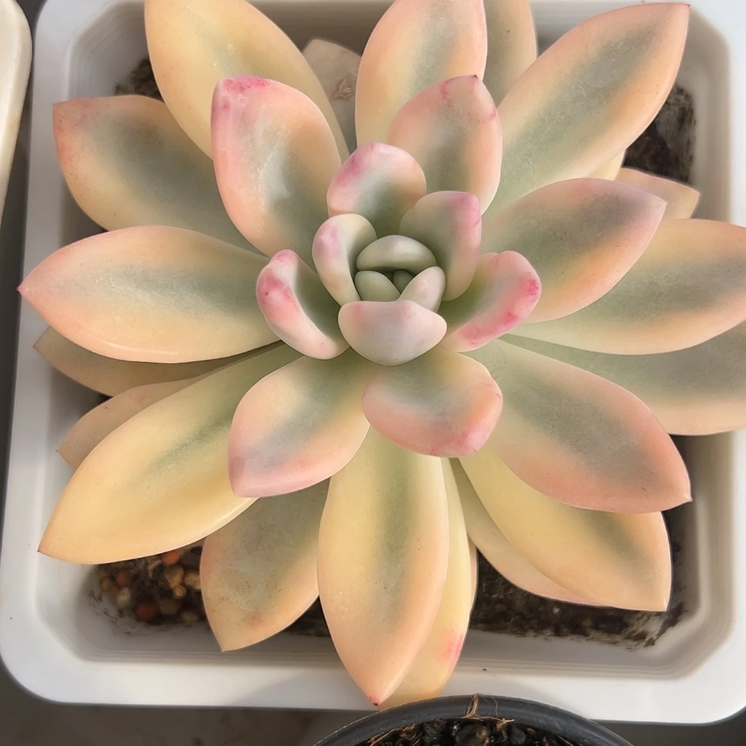 奥普彩锦多肉植物