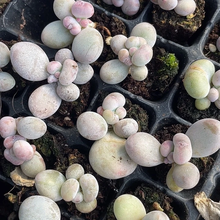 油煎随机发满18包邮