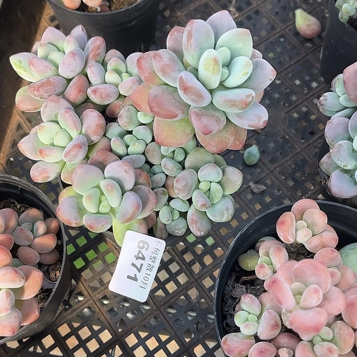 阿雅园艺。      6471洛神