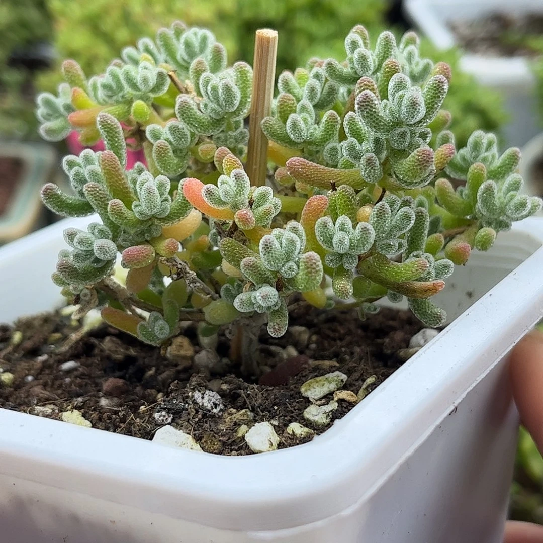 002冰晶优选枝干番杏