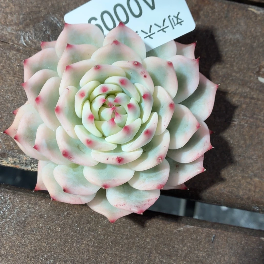 乳***司吉娃娃锦吉娃娃锦A0009