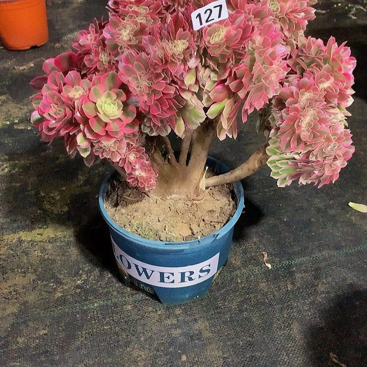 孩*妈多肉粉女巫缀127000