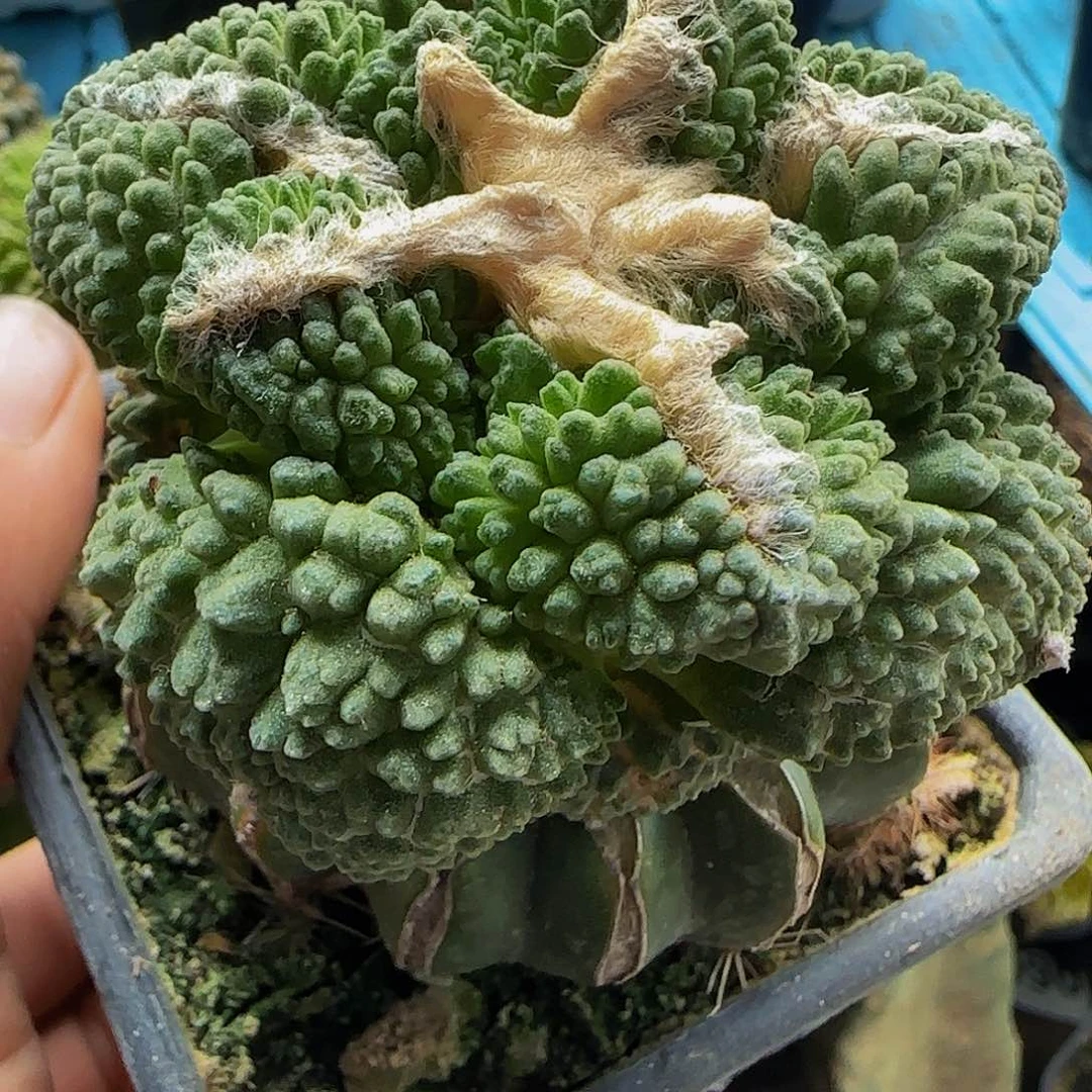 龟甲459仙人球开花