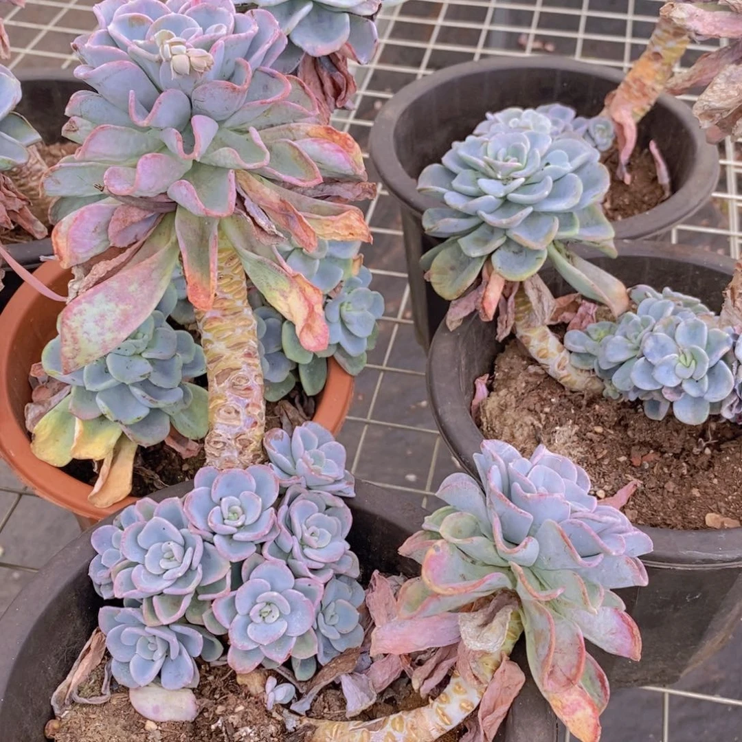 美尻大单头带崽老桩