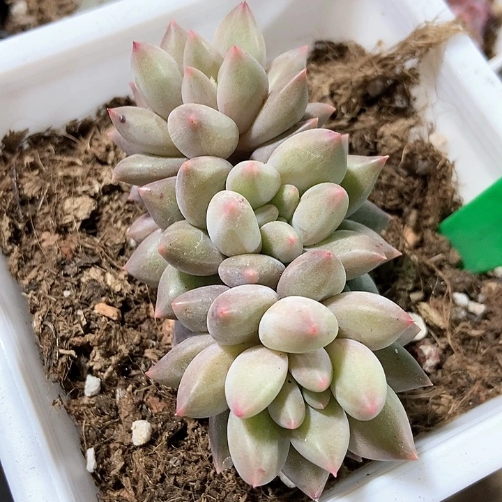 多肉植物车里子朵朵806