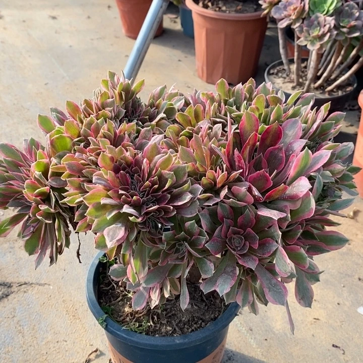 女神缀多肉植物18。