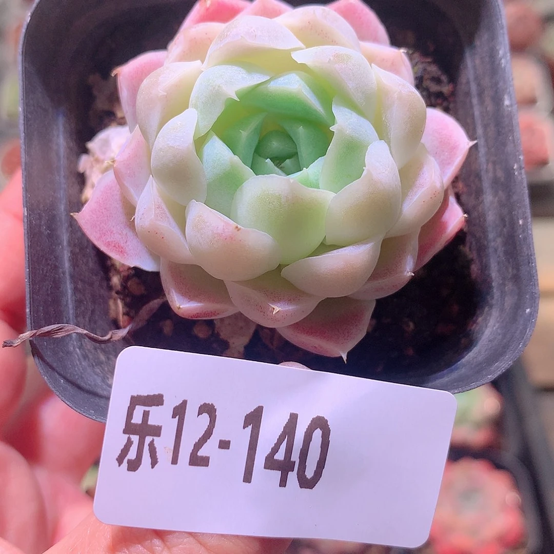 乐然12-140 白月影 带盆土 不售后