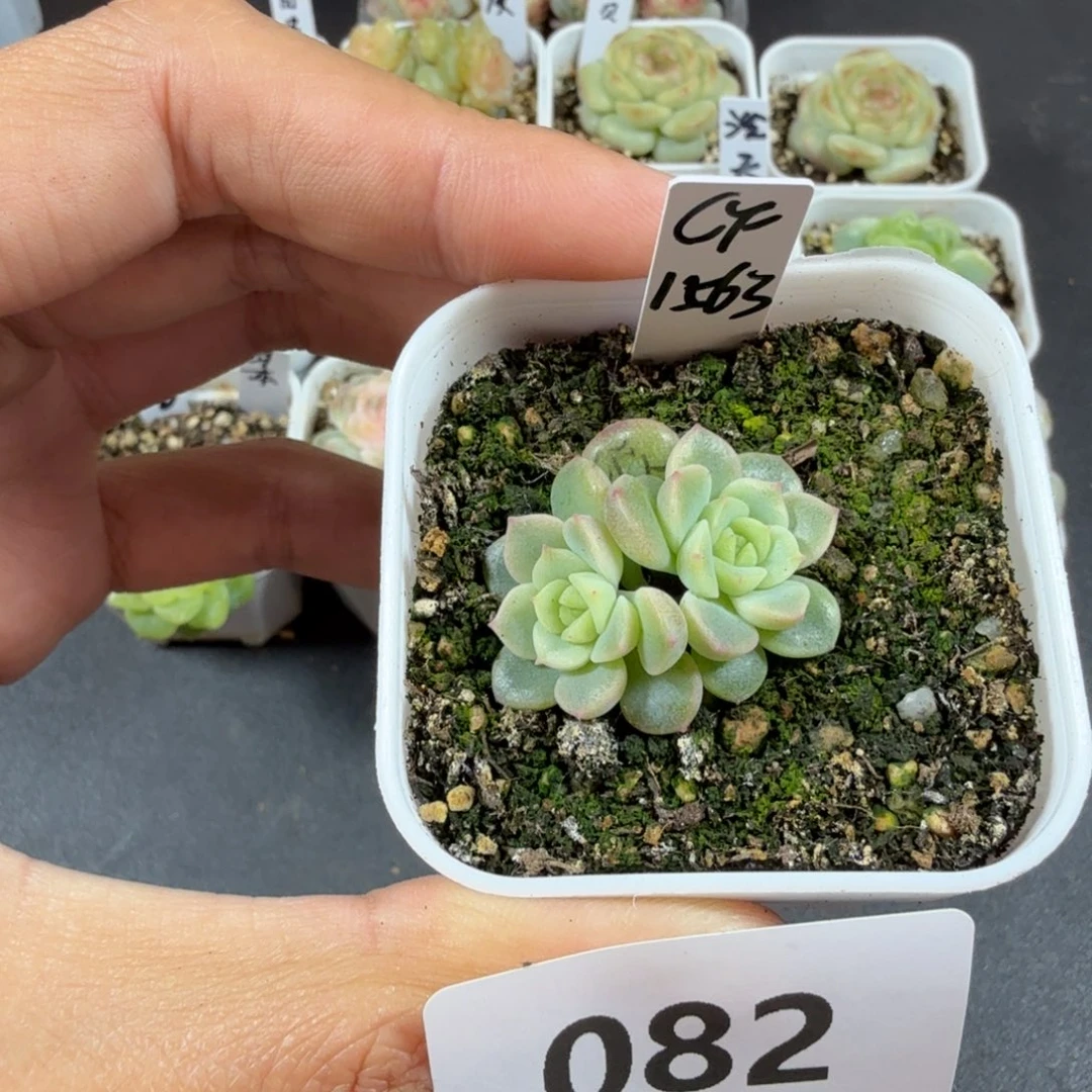 财富1563双头一物一拍082