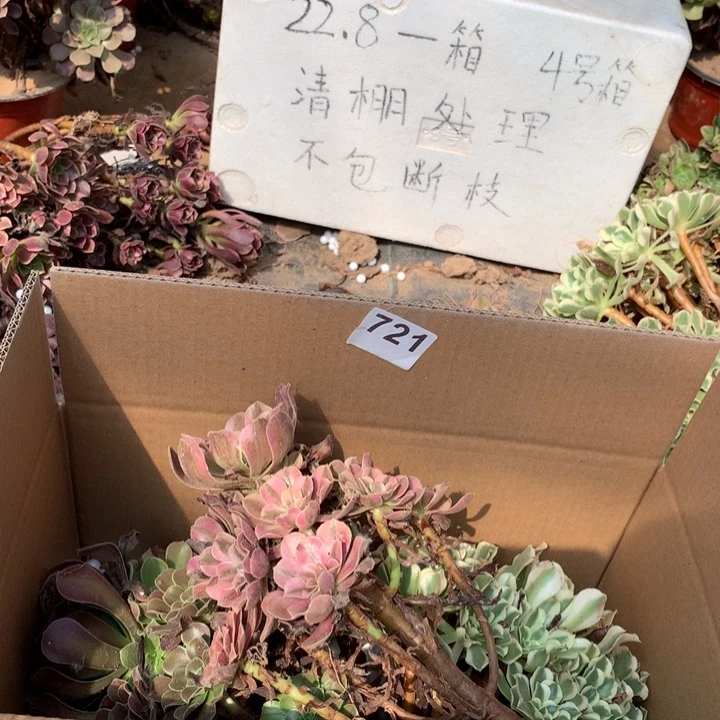 721三颗法师多肉