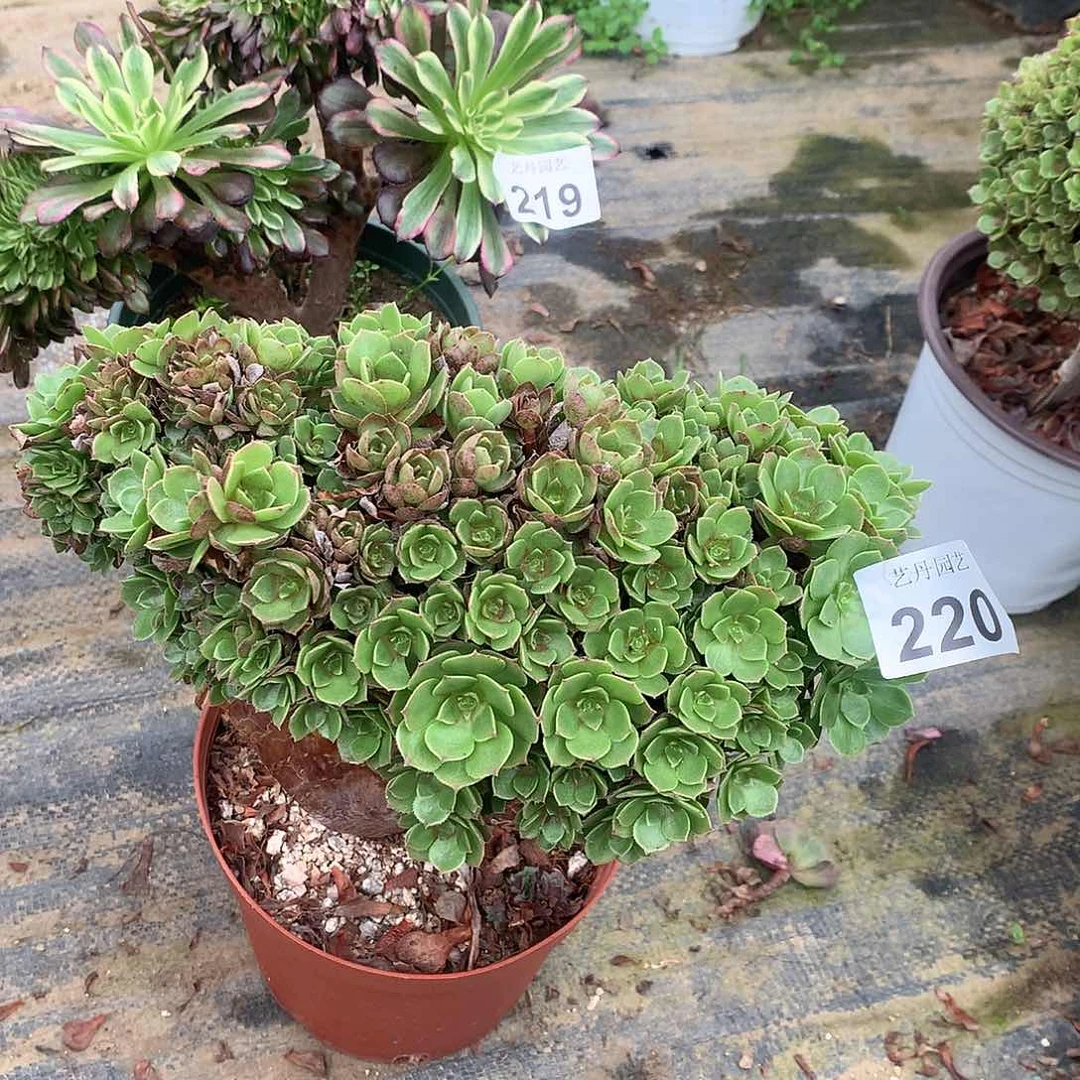 220万圣节正版有断枝