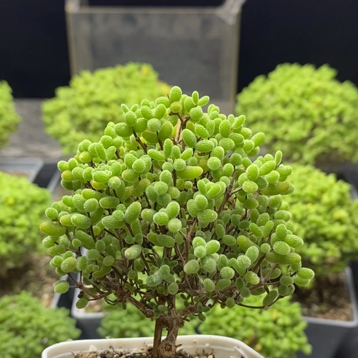 蜜橘糖球7506枝干番杏