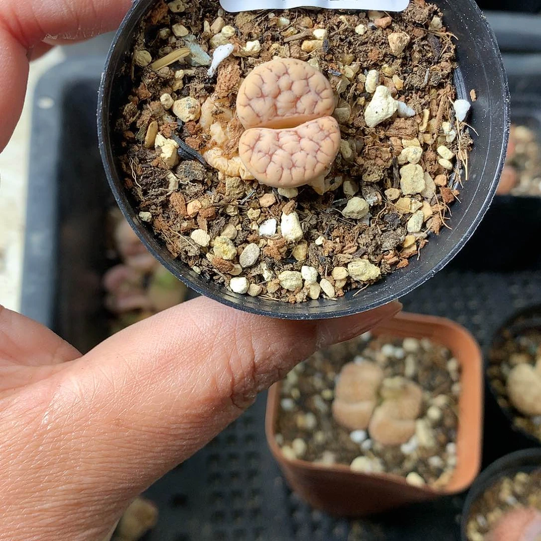 歆**愿X570多肉植物保护研究所