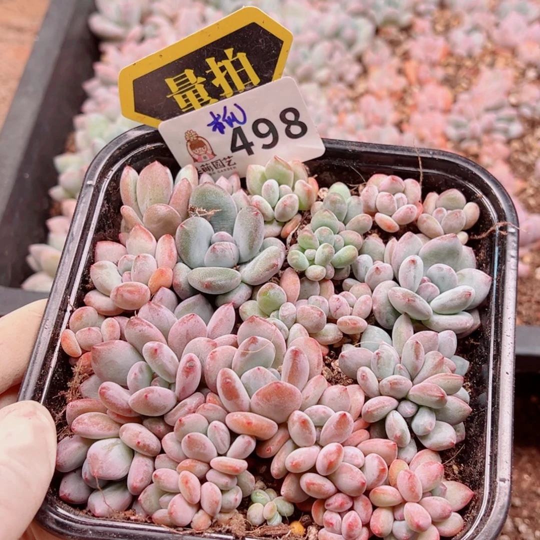 多肉植物多肉植物