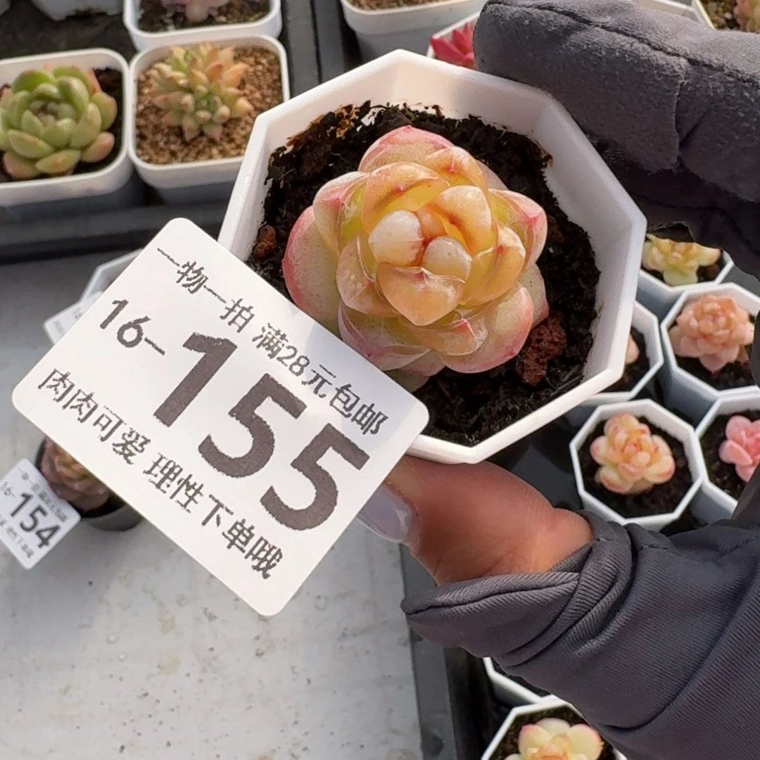 恶魔之泪无盆土发货无盆