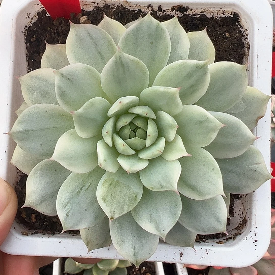 80号TP锦多肉植物