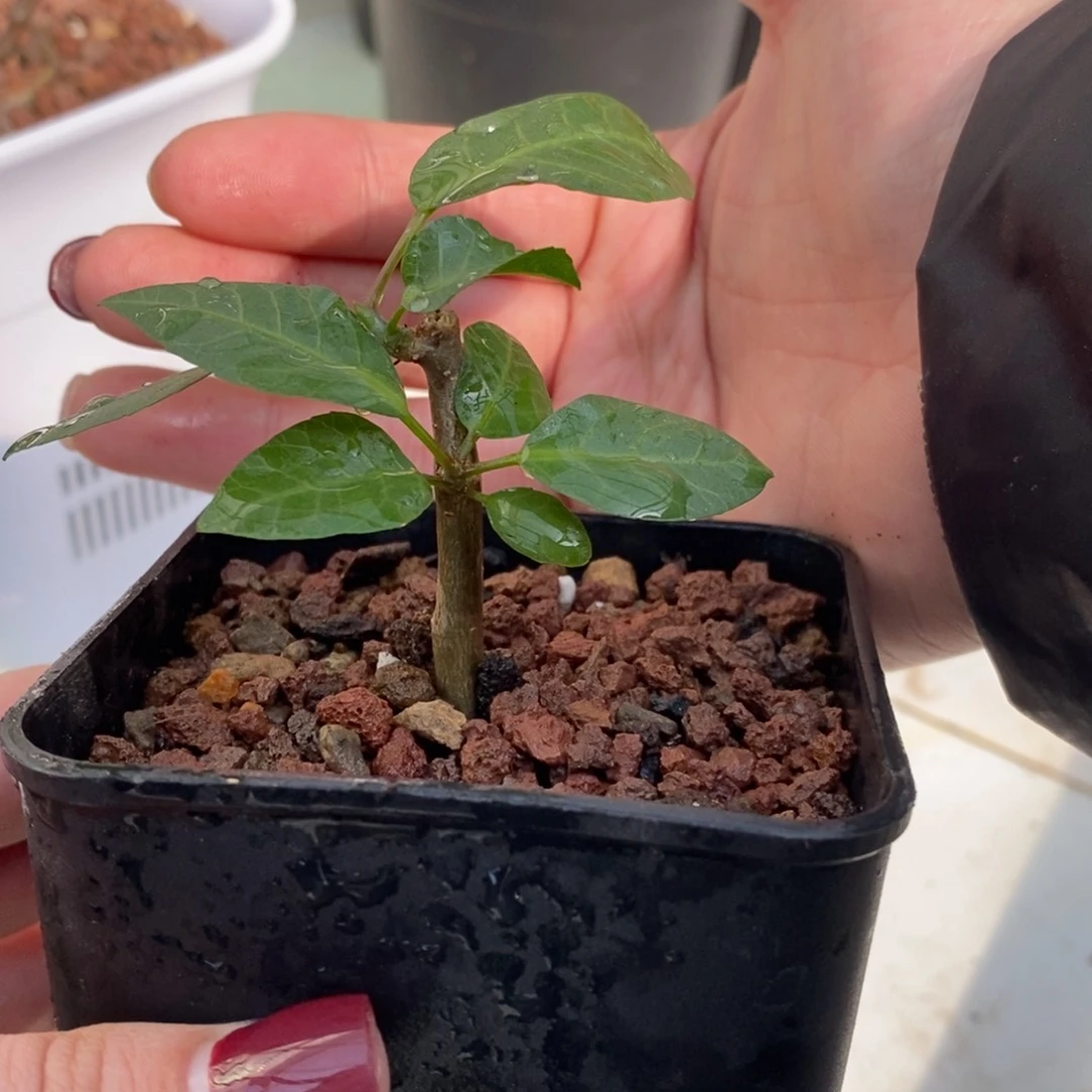 舍特达利裂榄带盆