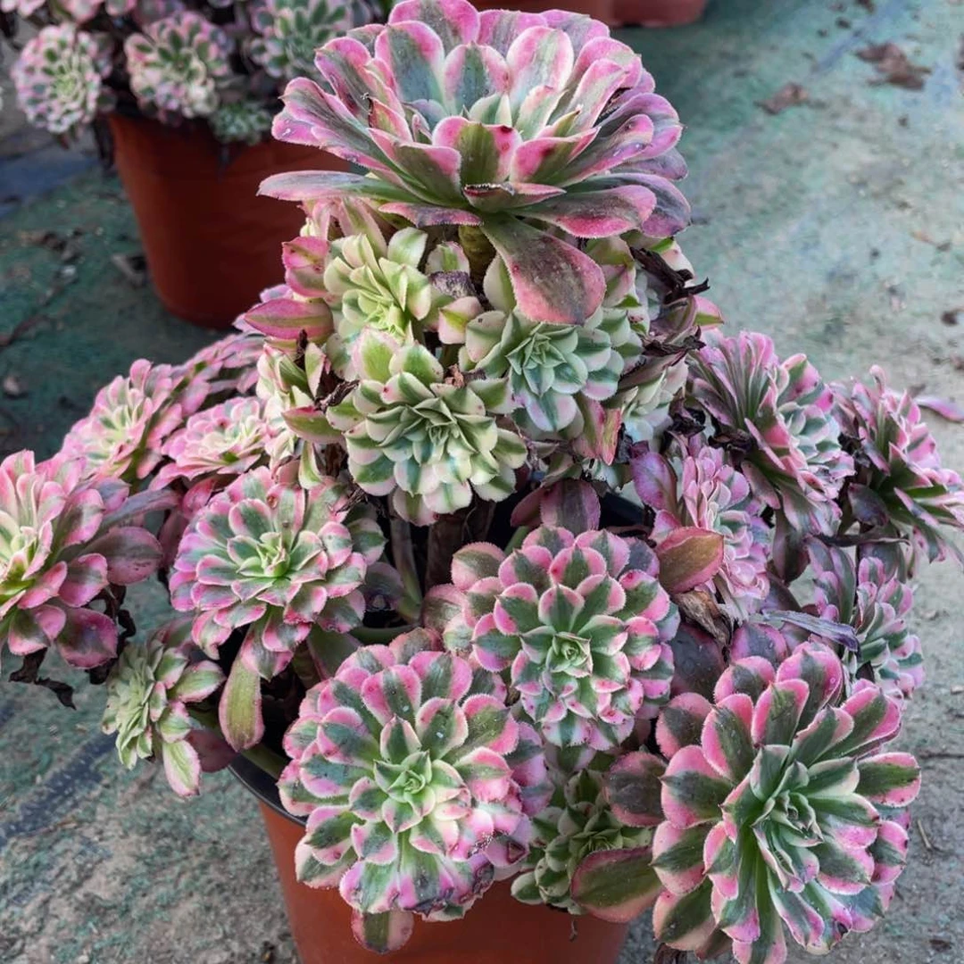 085红铜白精品法师多肉