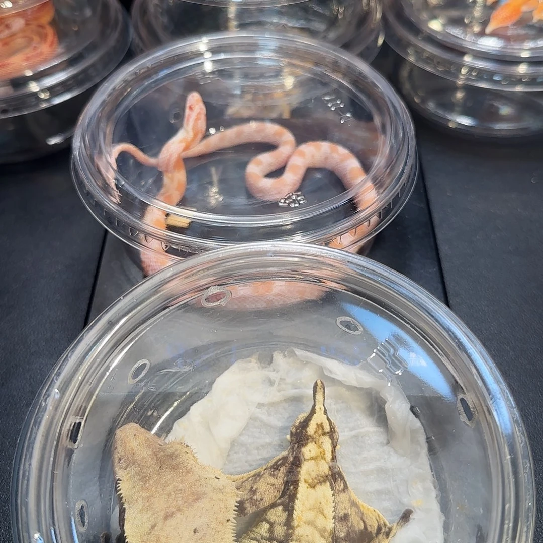 睫角守宫三文鱼000003