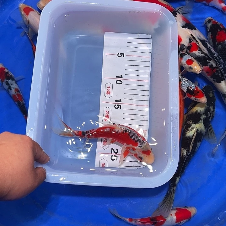 海水鱼锦鲤的尾巴和尾巴