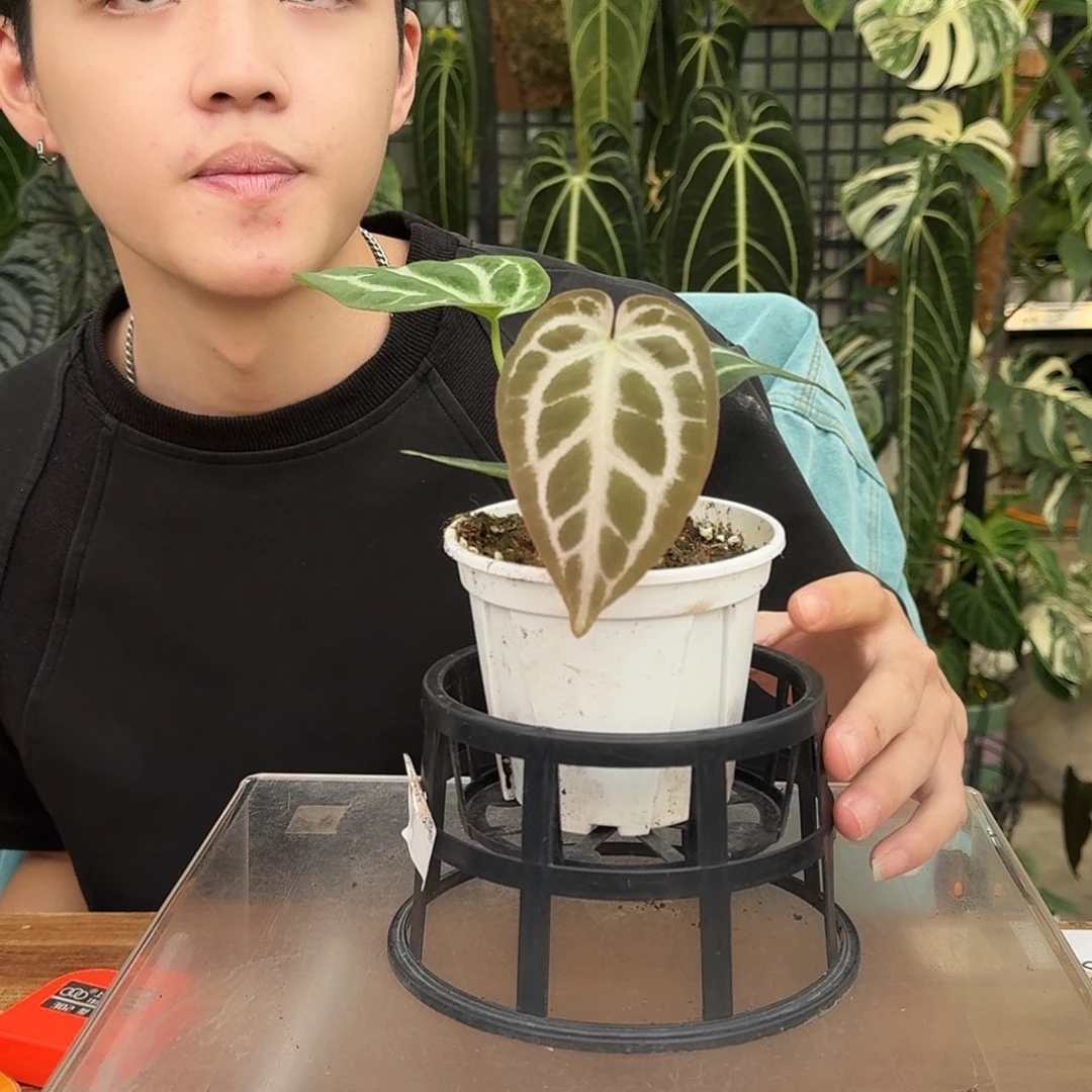 完全开放B83银色闪光杂超级银