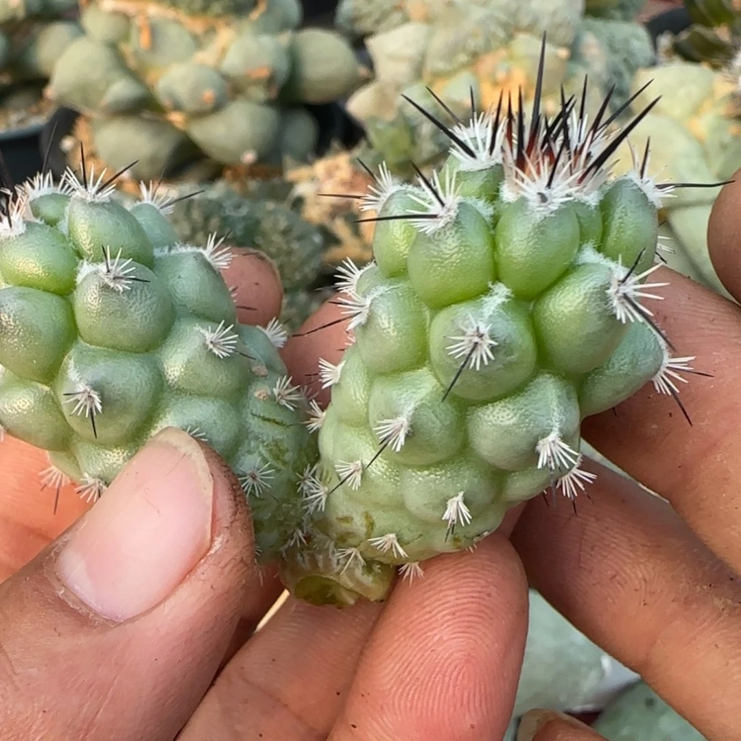 无花朵双头马賊888无根