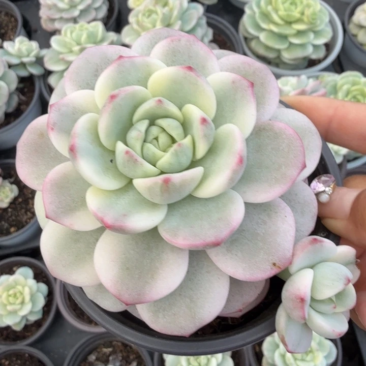 香草锦 一颗腹轮锦