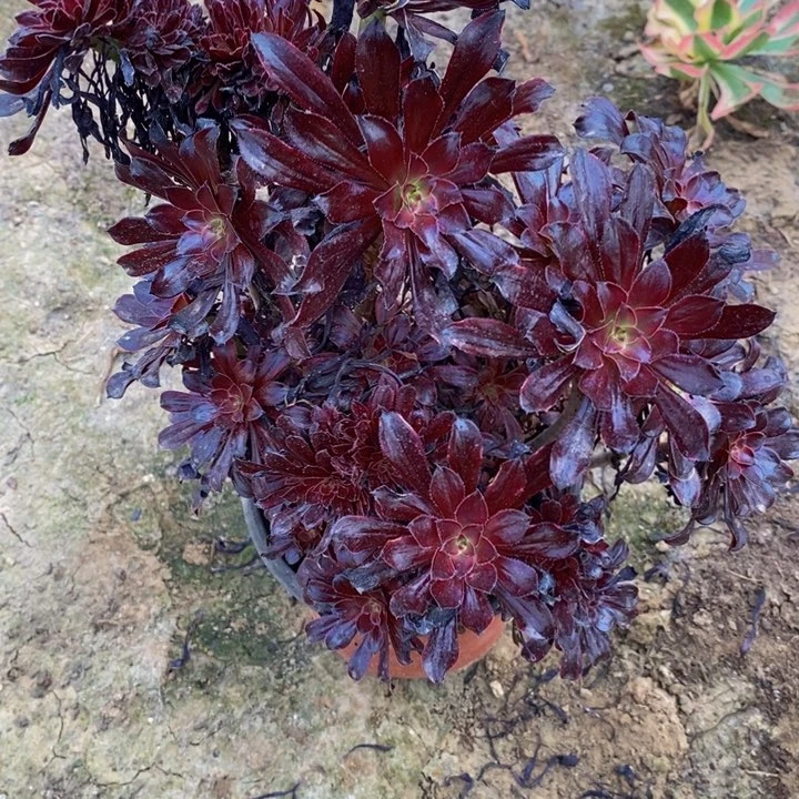 05021号黑法师锦缀