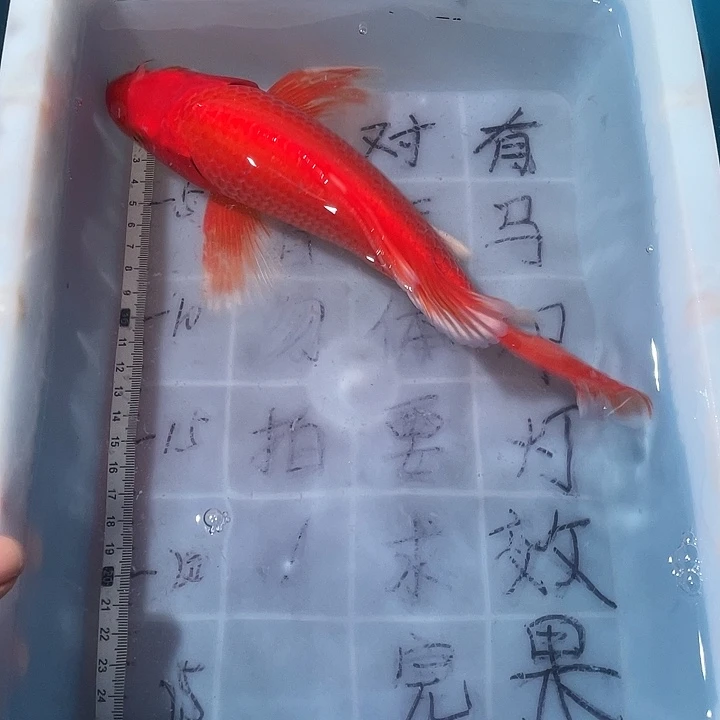 蝴蝶鲤鱼渔场直发14