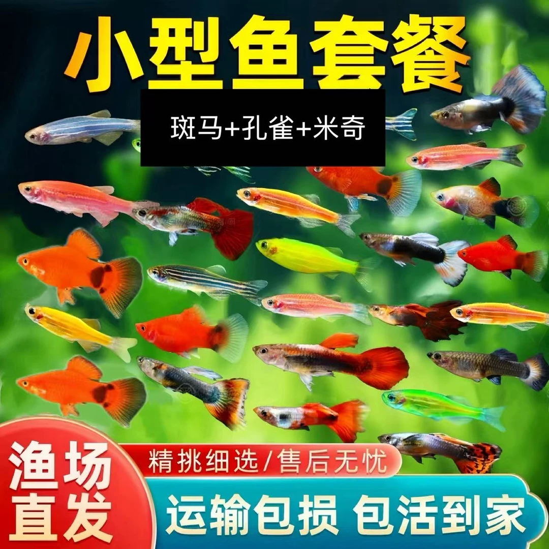 孔雀鱼热带鱼观赏鱼苗小型淡水鱼好养耐活易繁殖米奇斑马凤尾活鱼