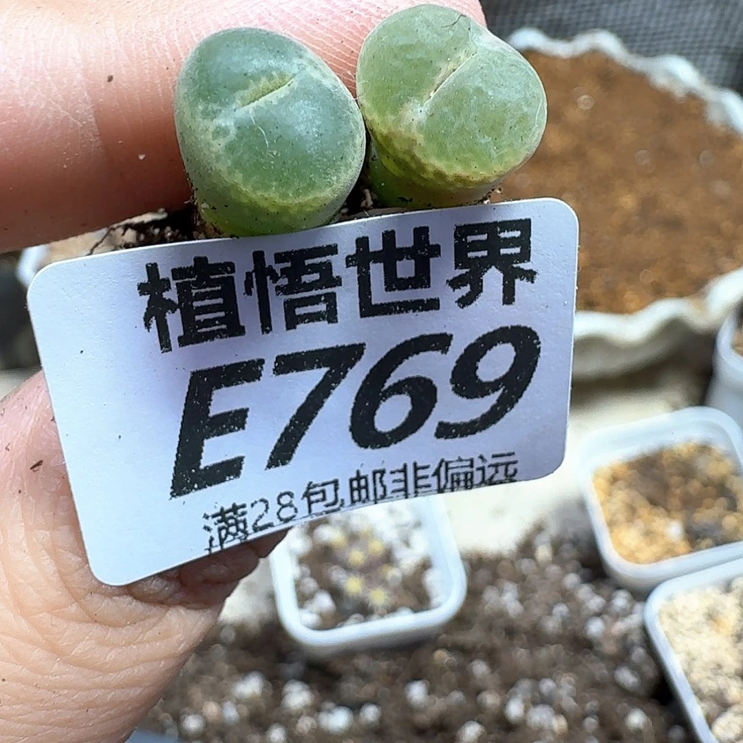 多肉植物的人生fhn