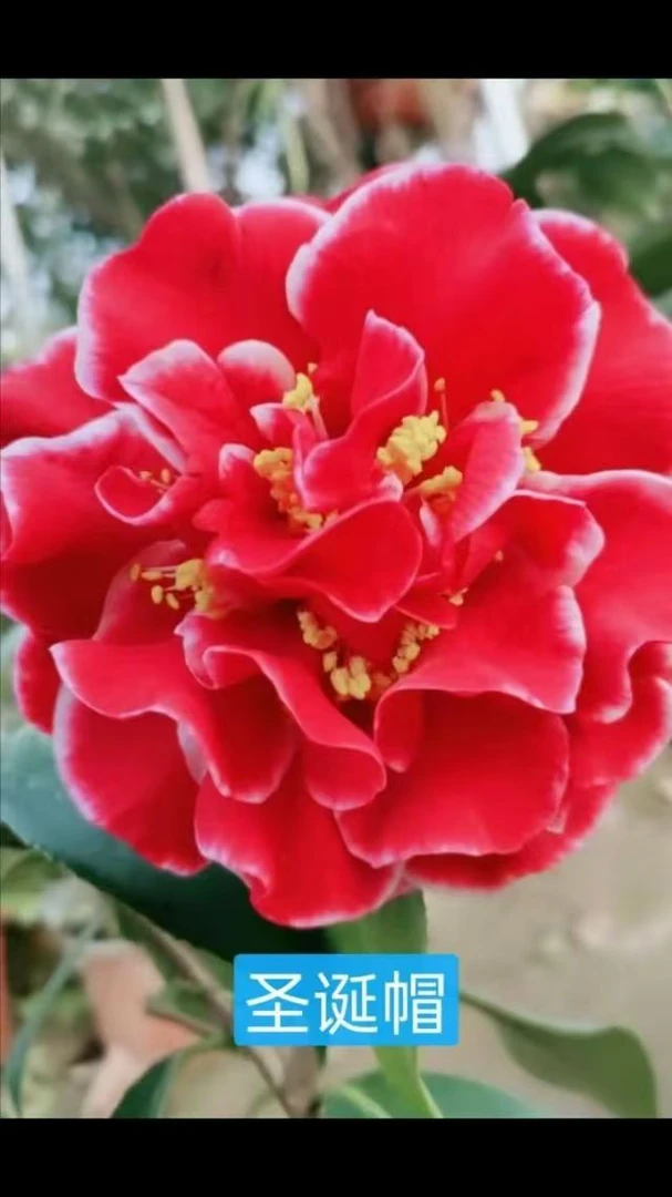 福建名贵品种圣诞帽山茶花