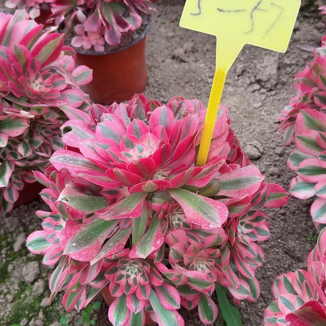 5-57---多头多肉植物