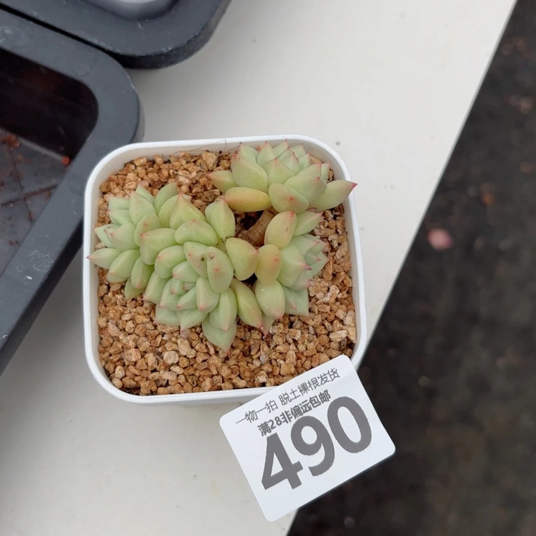 黄金象牙老桩无盆土发货