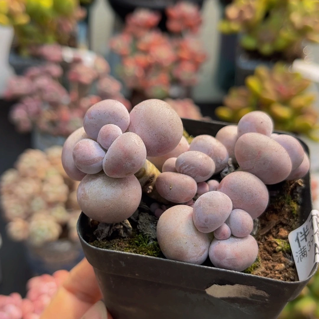 813芭比奶酪5cm多肉植物