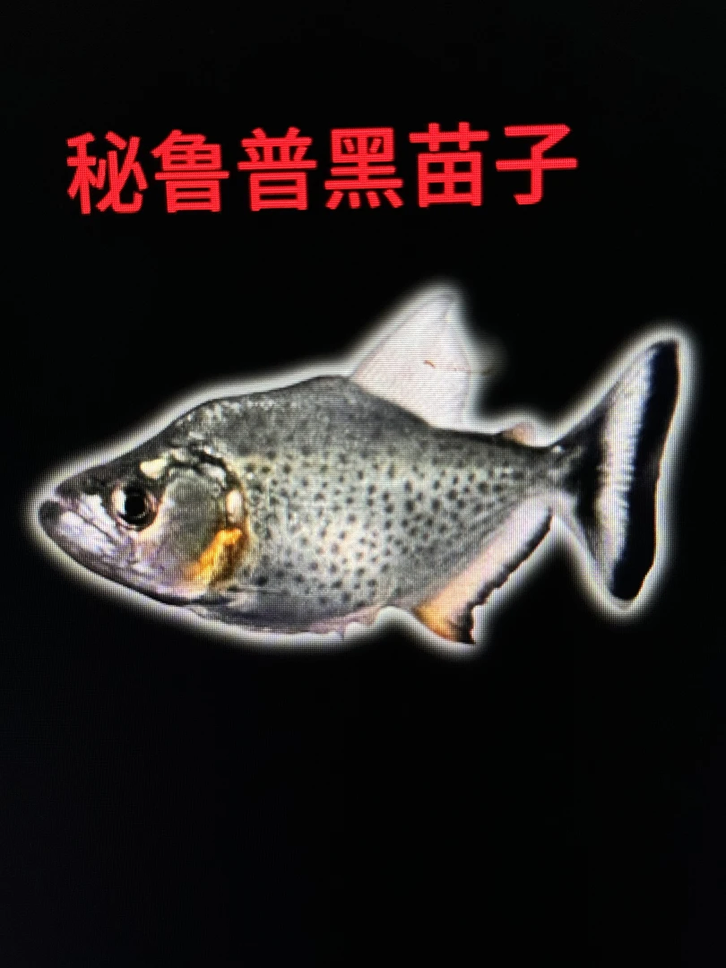 直回秘鲁普黑苗子观赏鱼