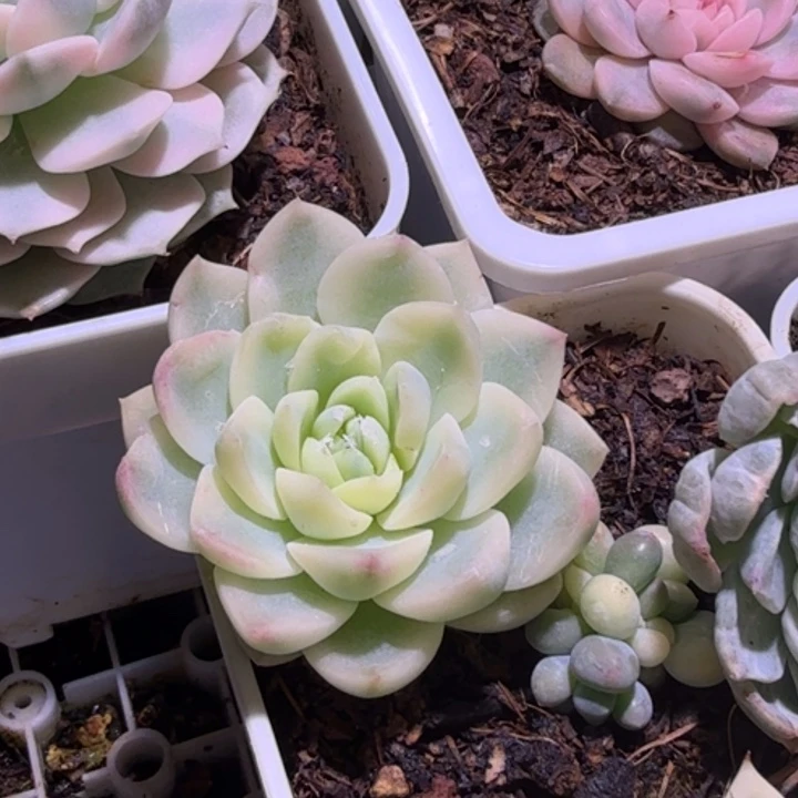 冰魄锦多肉植物一物一拍