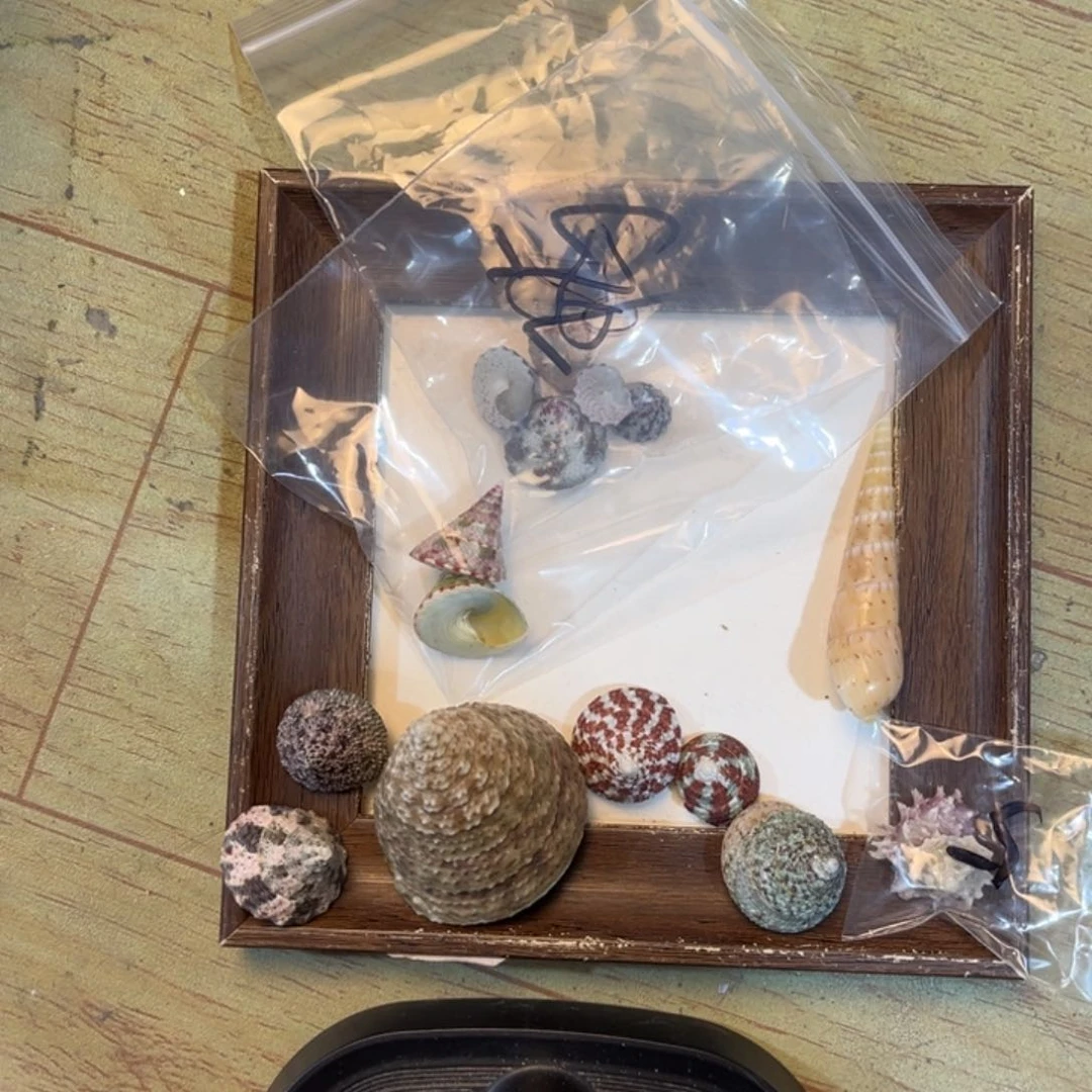 一*宝天然贝壳的制作方法是