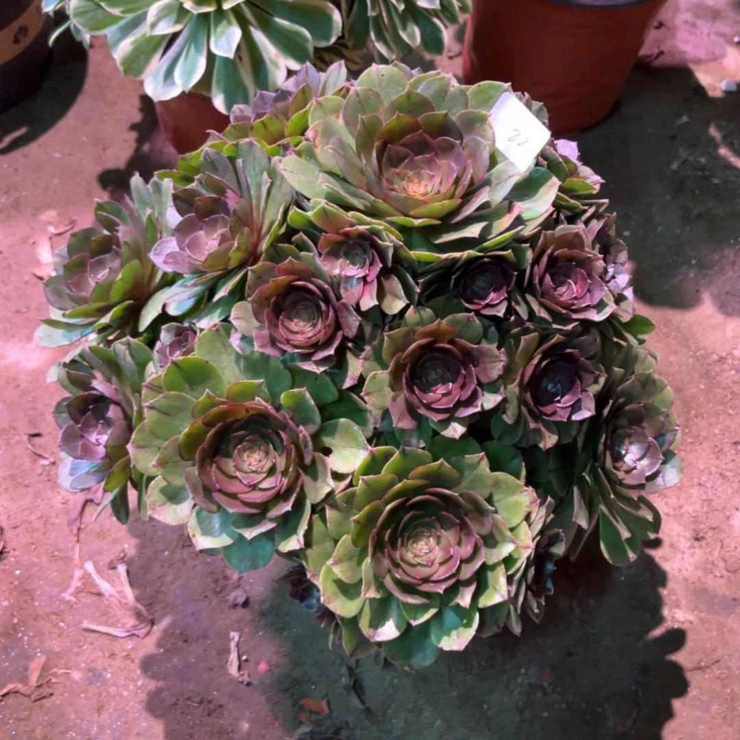 多肉植物万拉丝082