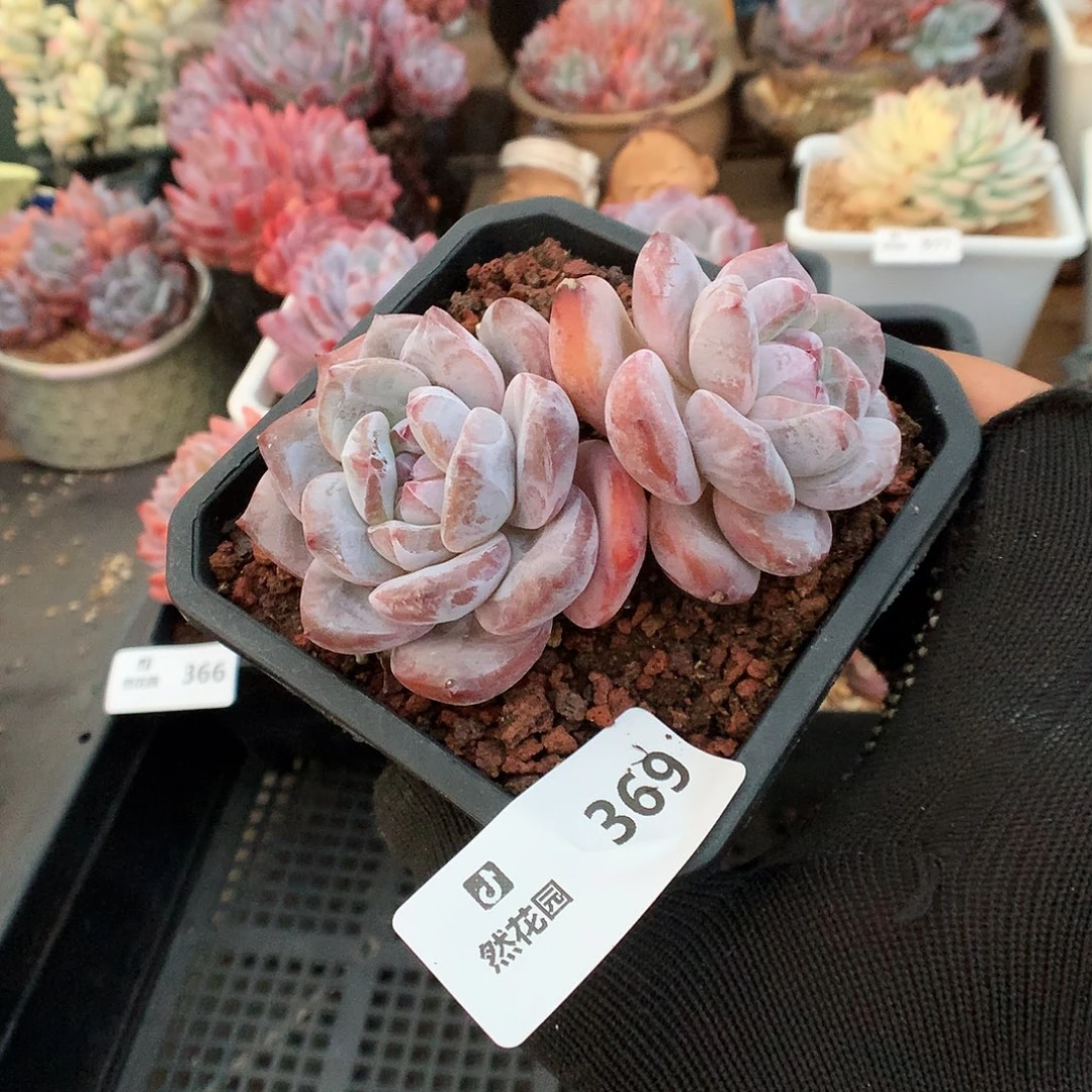 369星影多肉植物66666