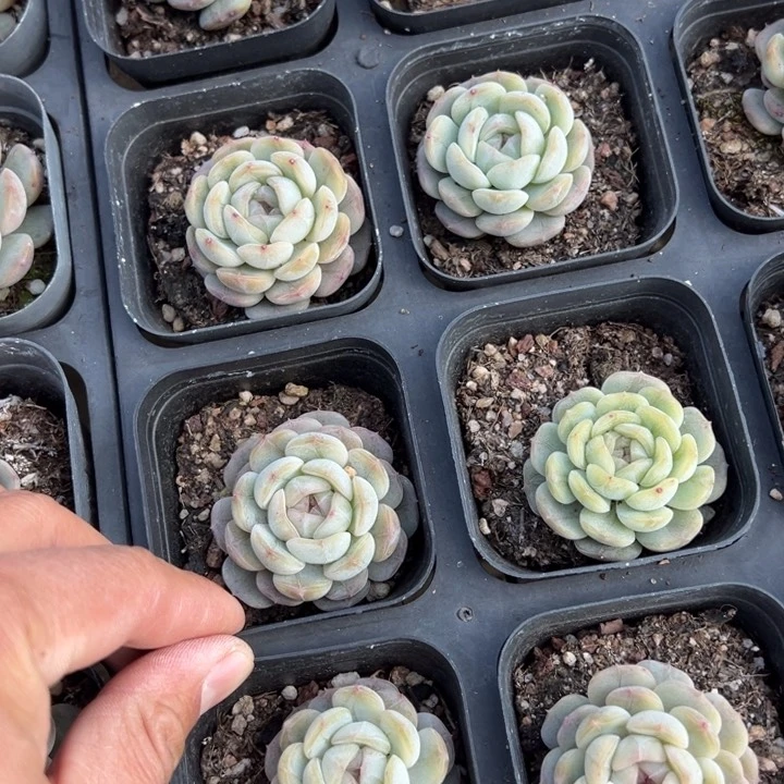 白恋一颗量拍多肉满20包邮初7发