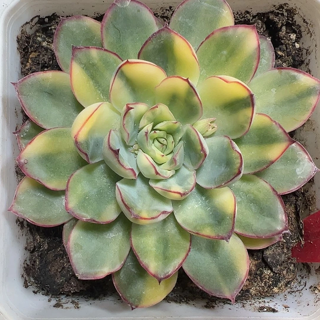 满38包邮慈禧锦多肉