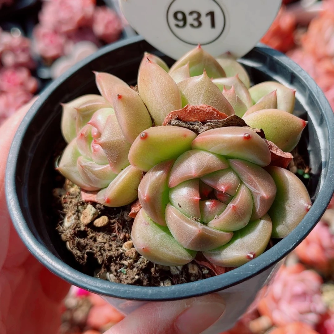 小***西931号小老桩珍妮群