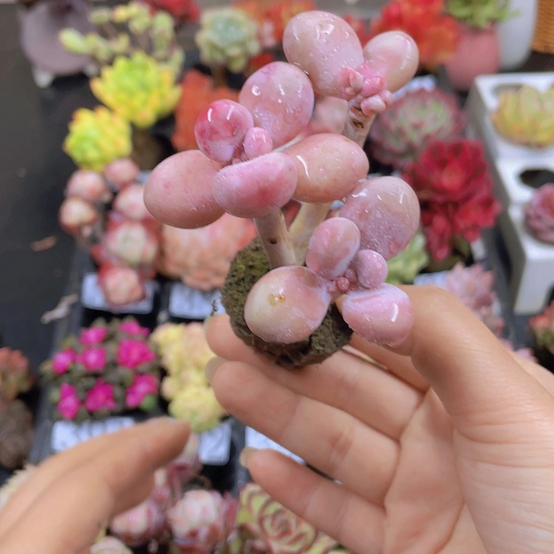 多肉无土栽培多肉植物