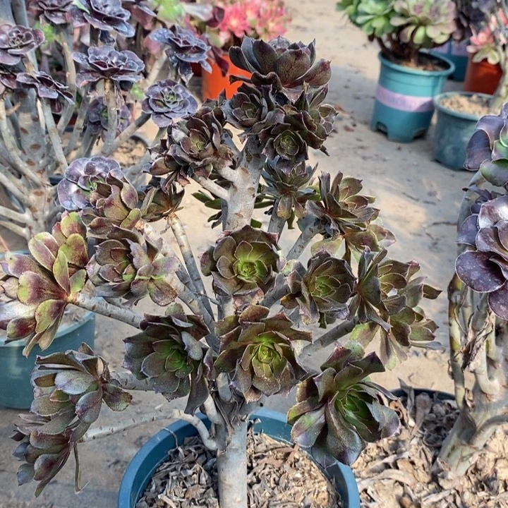 嘉***修灰法多肉植物20。